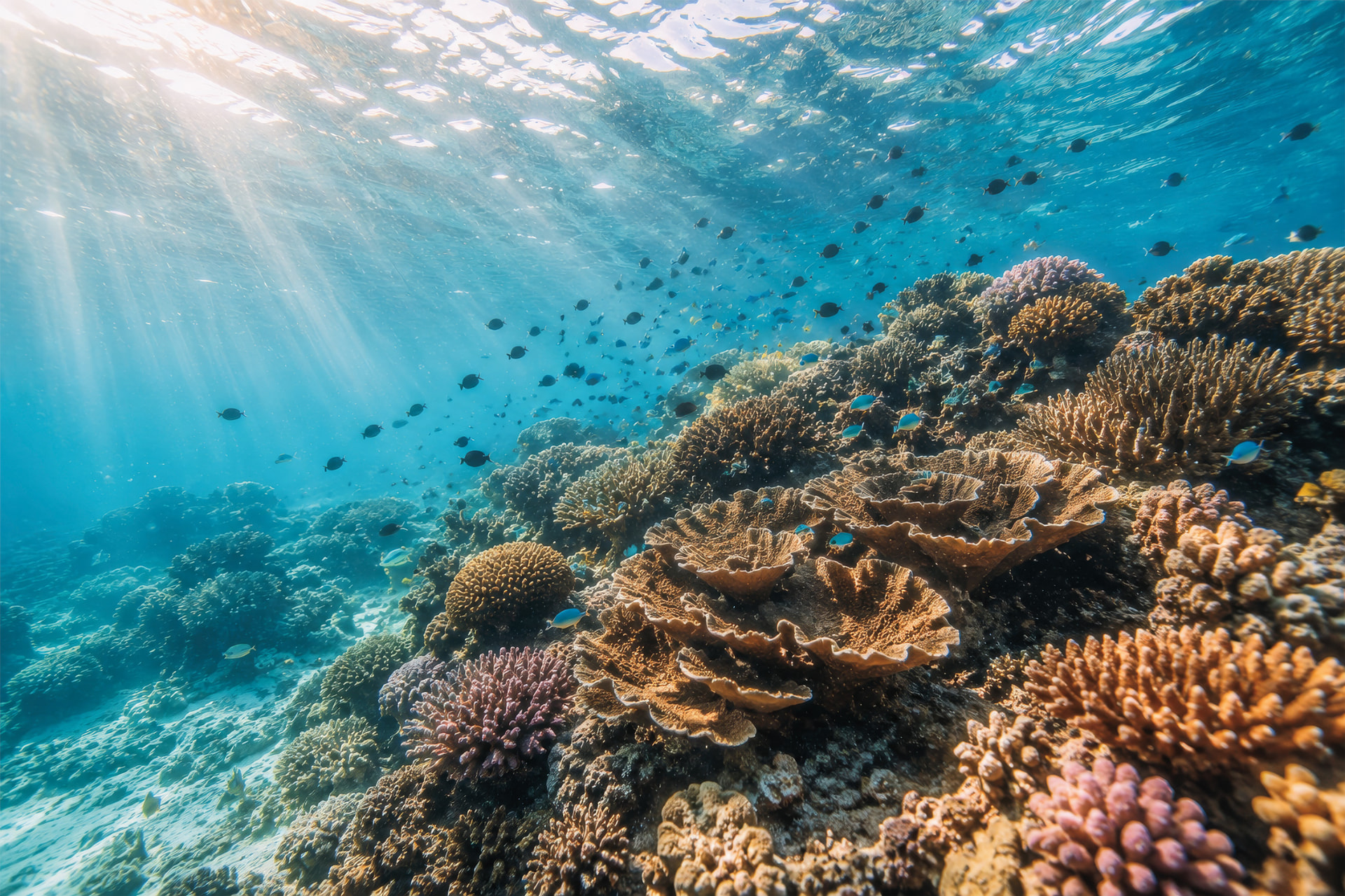 Sunlight filtering through turquoise water above a vibrant coral reef with schooling fish
